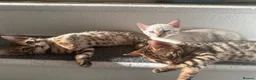 Bengal cats for sale: 3 pure bengals boys available  - Advert 13