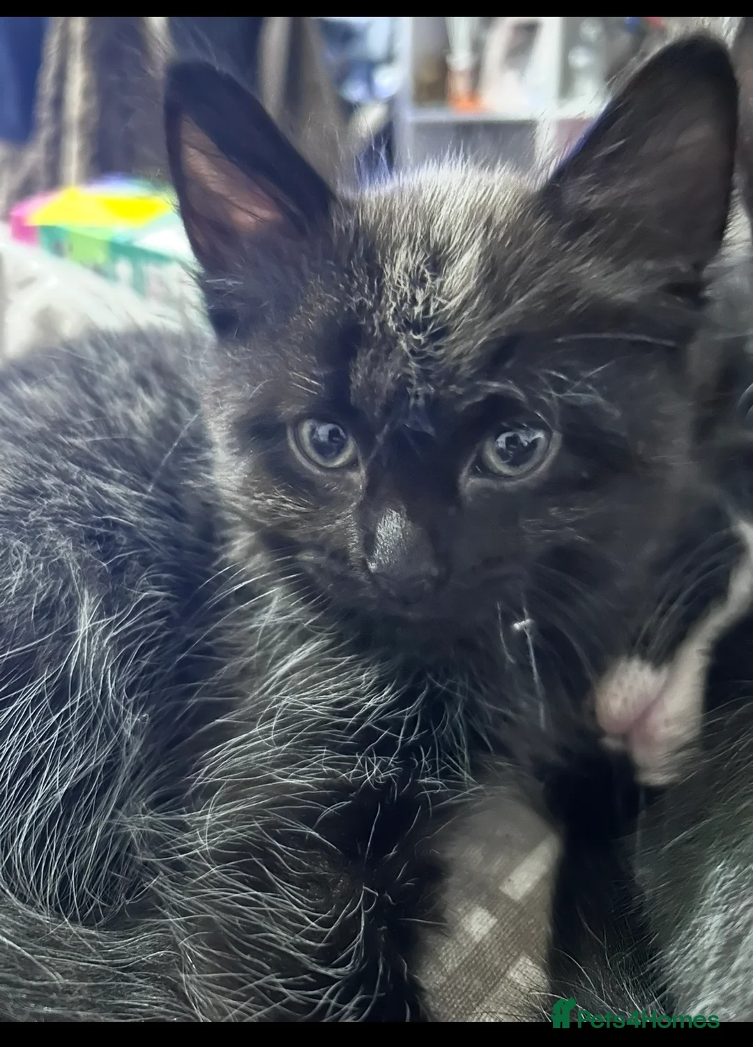 Mixed Breed cats for sale: 2 male kittens - Advert 8