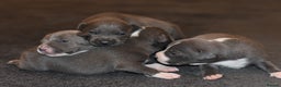 Staffordshire Bull Terrier dogs for sale: Stunning KC Staffordshire bull terrier puppies - Advert 9