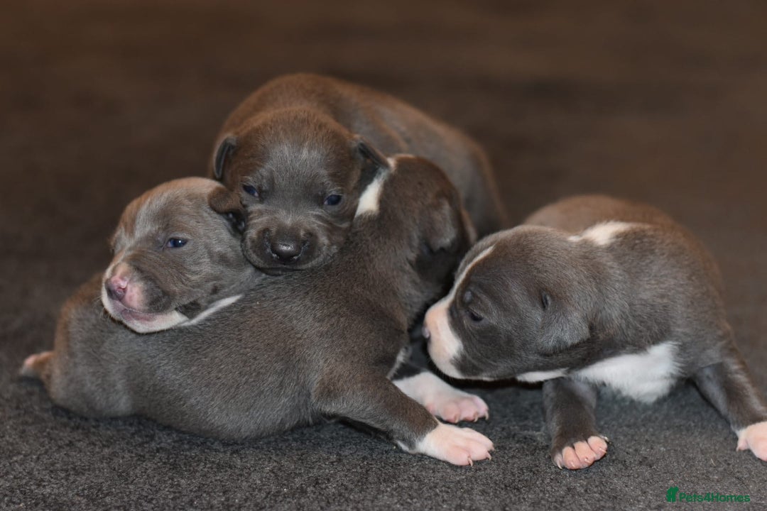 Staffordshire Bull Terrier dogs for sale: Stunning KC Staffordshire bull terrier puppies - Advert 9