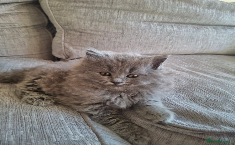 British Longhair cats 5 x beautiful BLH kittens for sale - Advert 2
