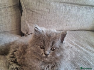 British Longhair cats 5 x beautiful BLH kittens for sale - Advert 7