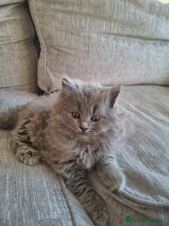 British Longhair cats 5 x beautiful BLH kittens for sale - Advert 12