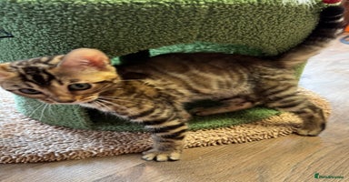Bengal cats in Newark - Advert 4