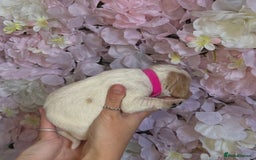 Beagle dogs for sale: KC Registered & Health Tested Puppies - Image 5