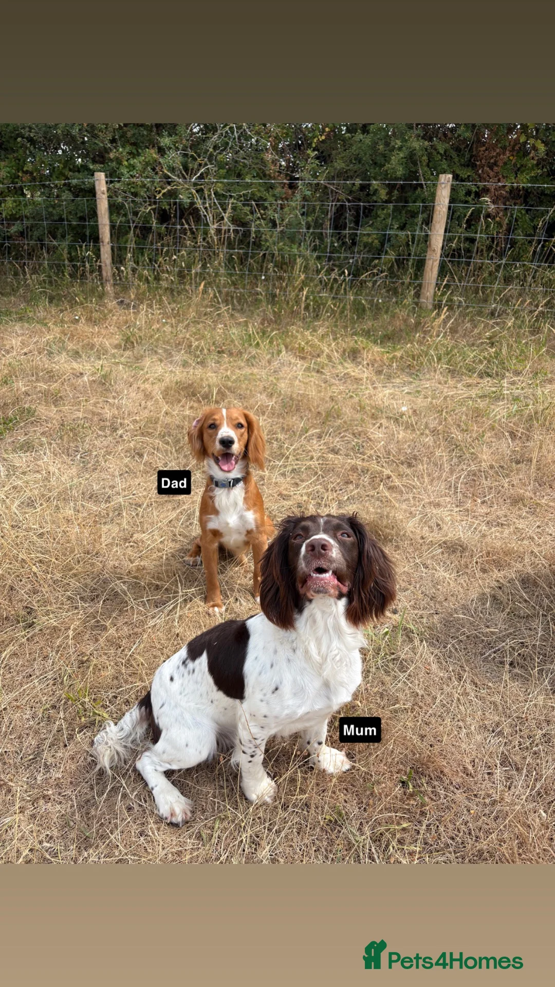 Sprocker dogs for sale: READY THIS WEEK🐶🏡 - Advert 2