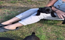 Patterdale Terrier dogs for sale: READY NOW Stunning litter of Patterdale Terriers  - Image 3