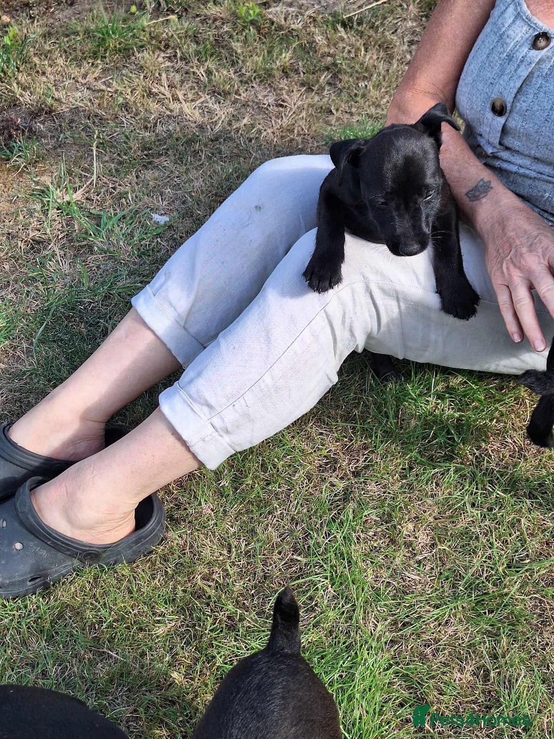 Patterdale Terrier dogs for sale: READY NOW Stunning litter of Patterdale Terriers  - Image 3