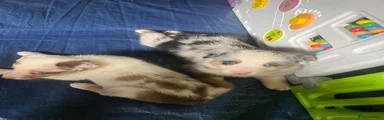 Border Collie 3