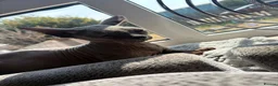 Sphynx cats for sale: Beautiful bambino boy  - Advert 10