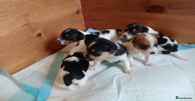 Jack Russell dogs - Advert 3