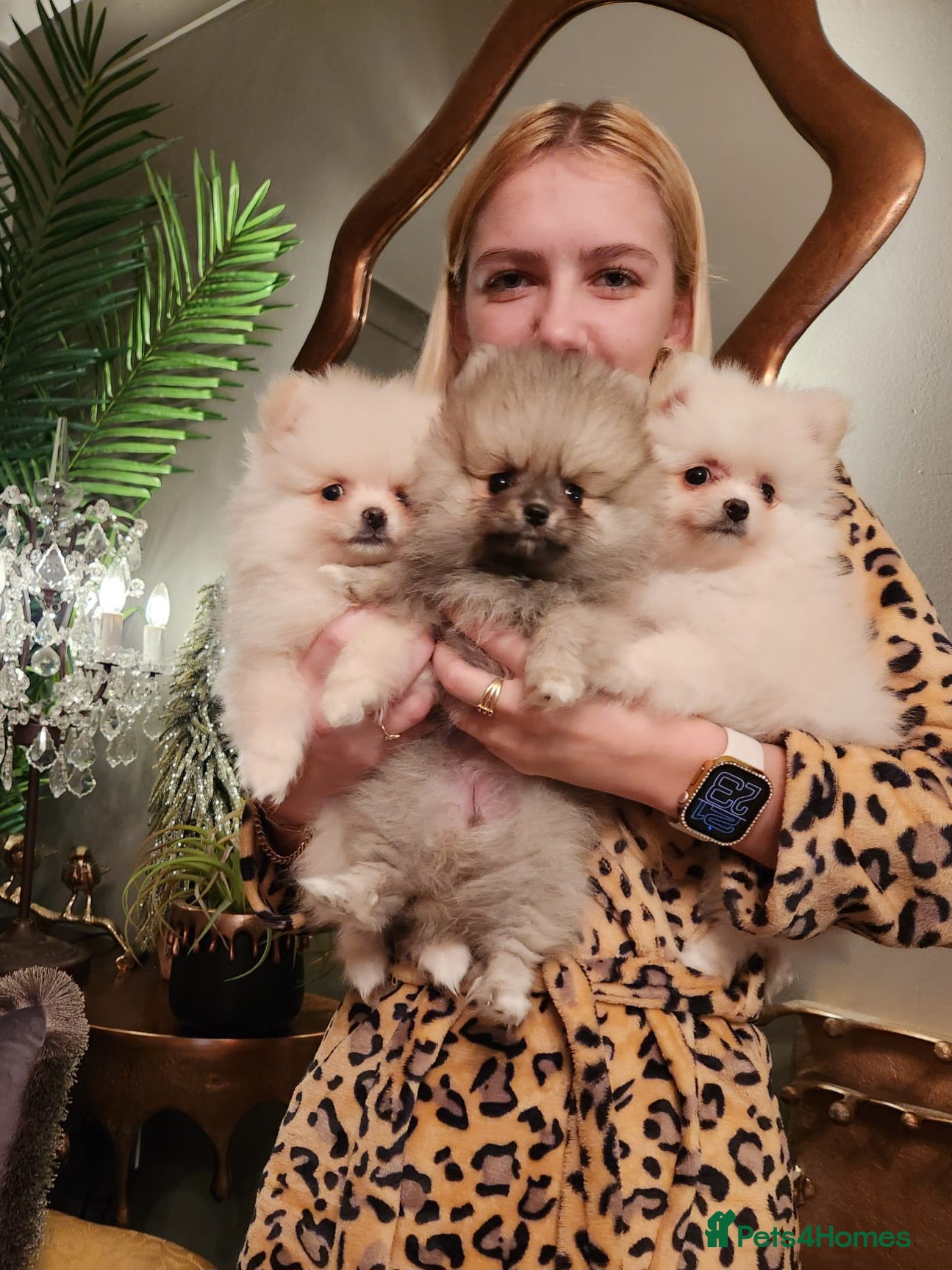 Pomeranian dogs K C registered beautiful Pomeranians - Advert 10