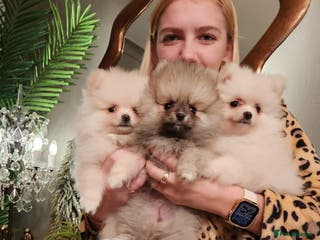 Pomeranian dogs K C registered beautiful Pomeranians - Advert 12