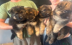German Shepherd dogs for sale: Beautiful GSD pups - Image 1