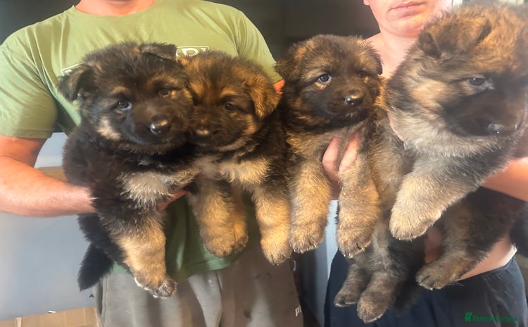 German Shepherd dogs - Advert 1