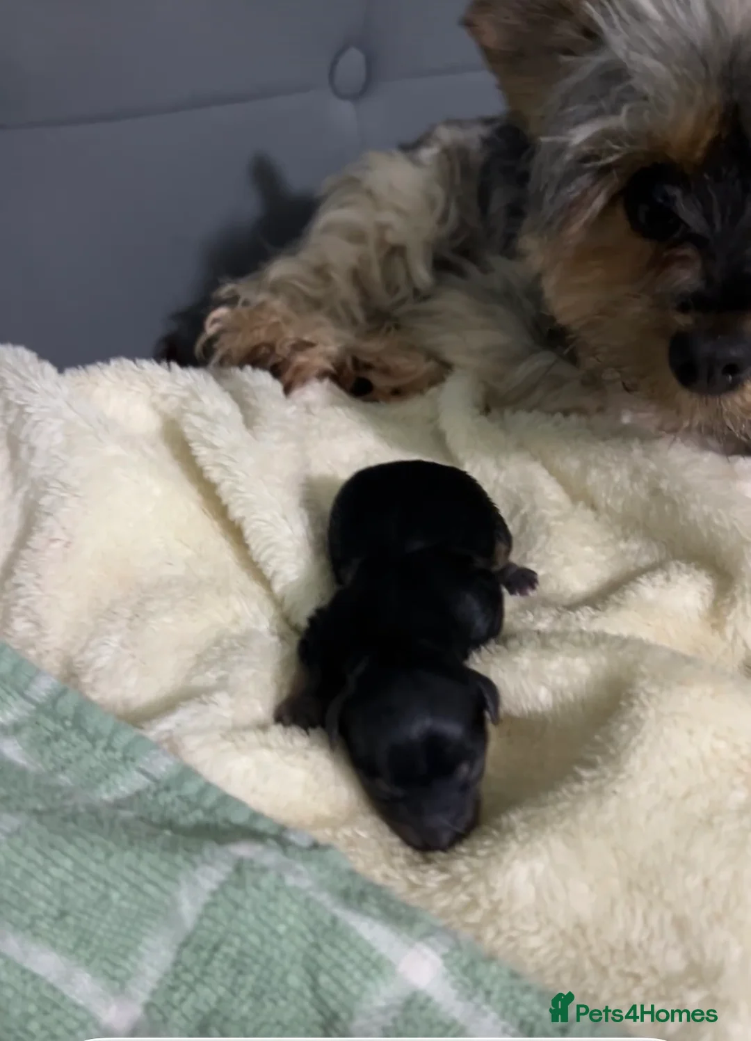 Yorkshire Terrier dogs for sale: Yorkshire terrier puppies  - Advert 17
