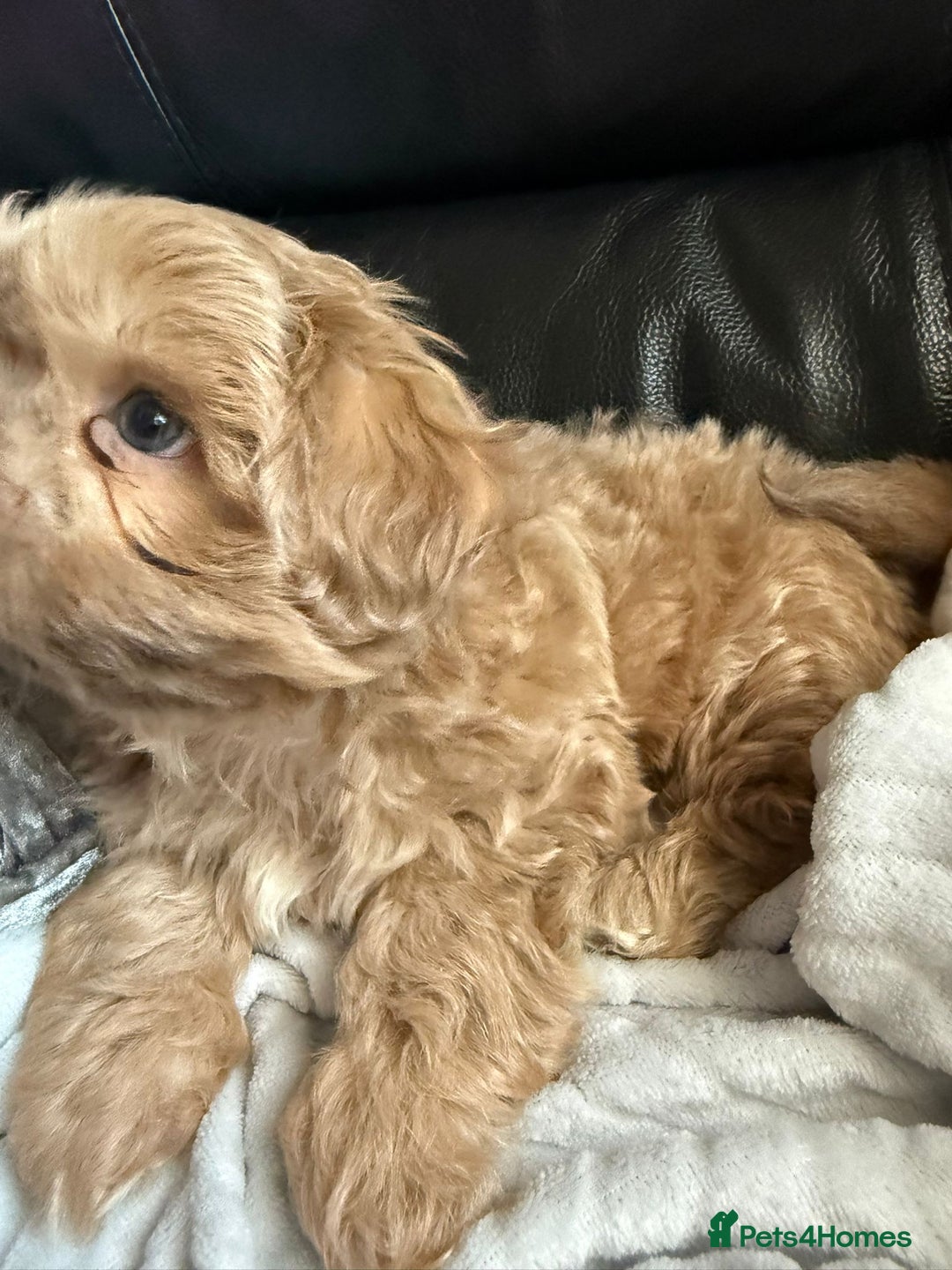 Shih Tzu dogs for sale: Stunning Shih Tzu pups 2 boys - Image 5