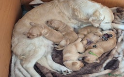 Golden Retriever dogs for sale: Incredible KC registered Field Golden retrievers  - Image 4
