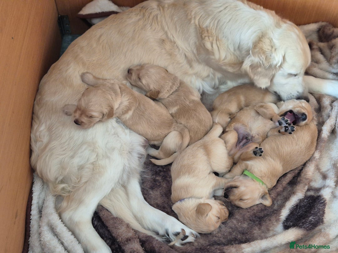 Golden Retriever dogs for sale: Incredible KC registered Field Golden retrievers  - Image 4