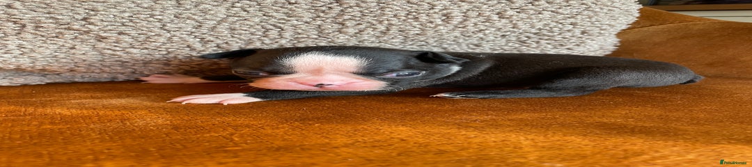 Boston Terrier Puppy 6