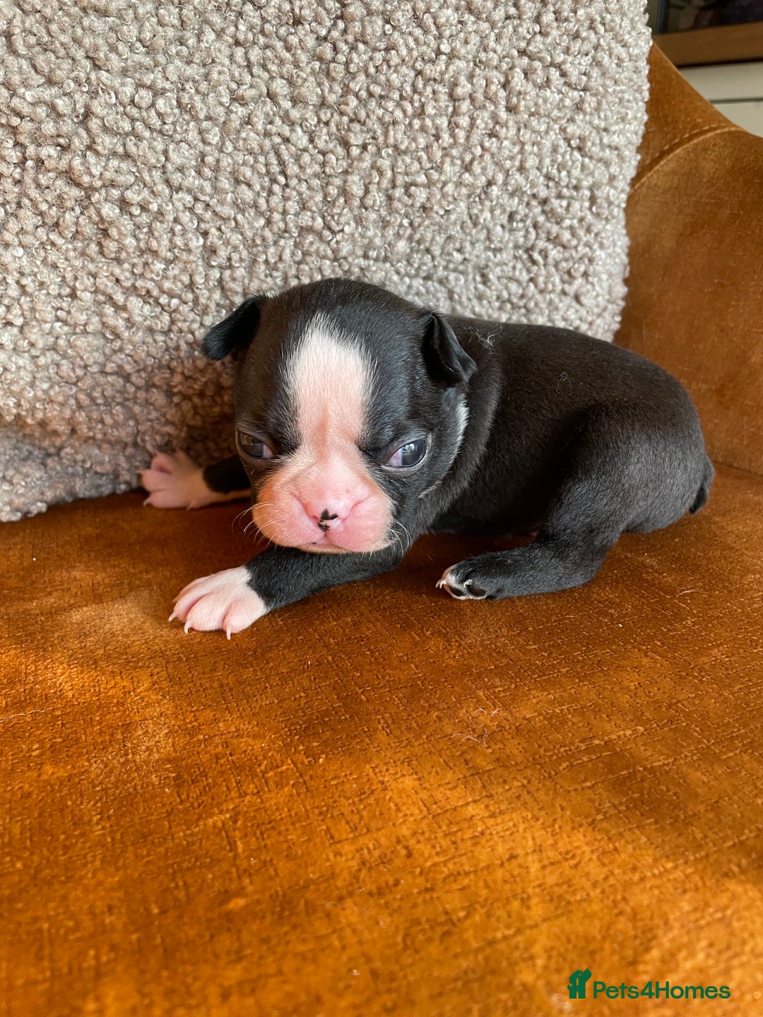 Boston Terrier dogs for sale: 🐾 Adorable Wildax Puppies! 🐾 - Image 13