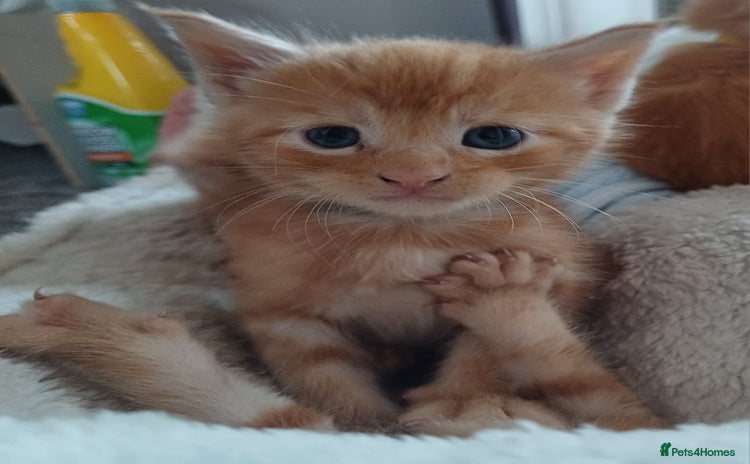 Maine Coon cats - Advert 6