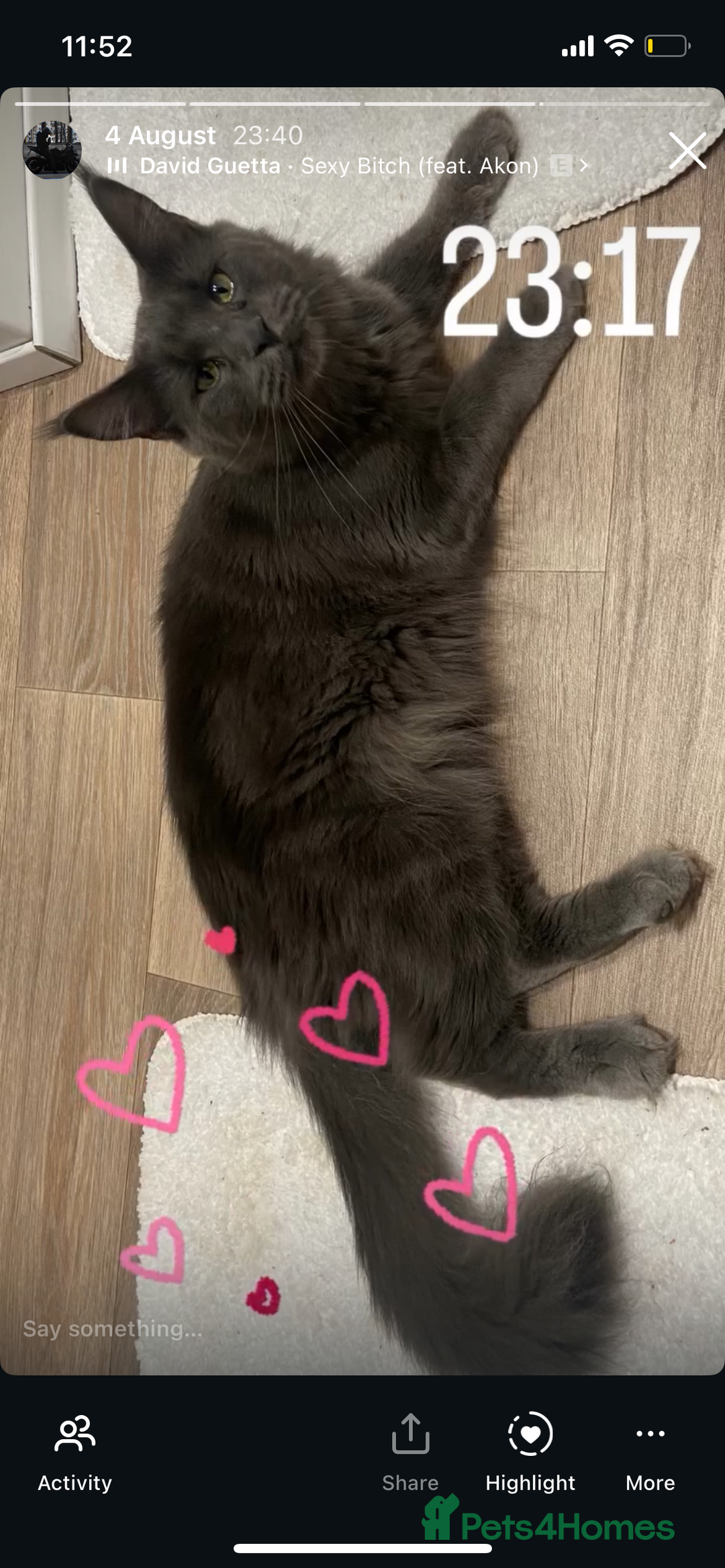 Maine Coon cats for sale: Female Maine coon  - Advert 1