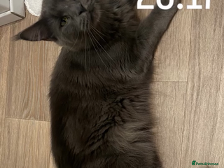 Maine Coon cats Female Maine coon - Advert 2