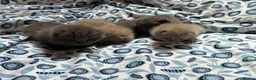 British Shorthair cats for sale: Pedigree British Blue/ Lilac Kittens - Advert 22