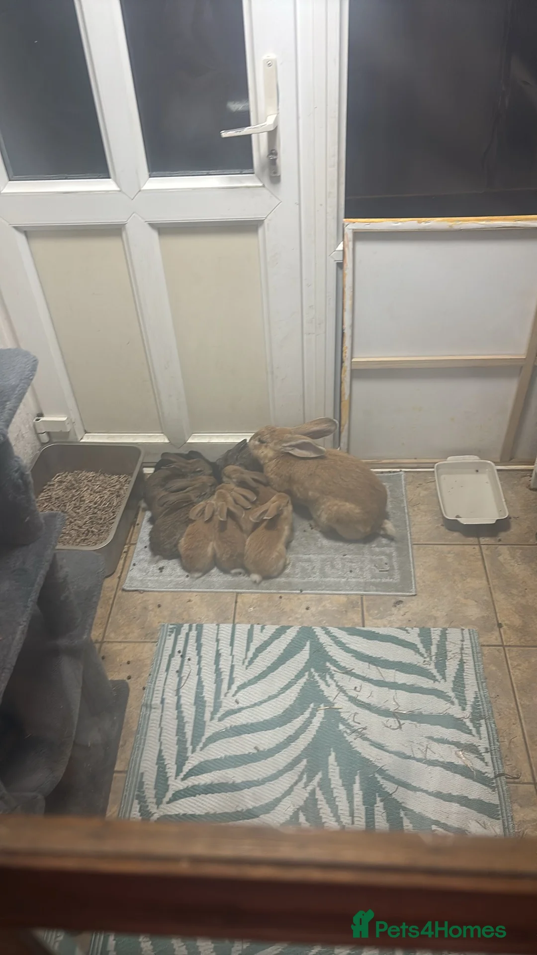 Continental Giant rabbits for sale: Giant continental x French lop - Advert 2