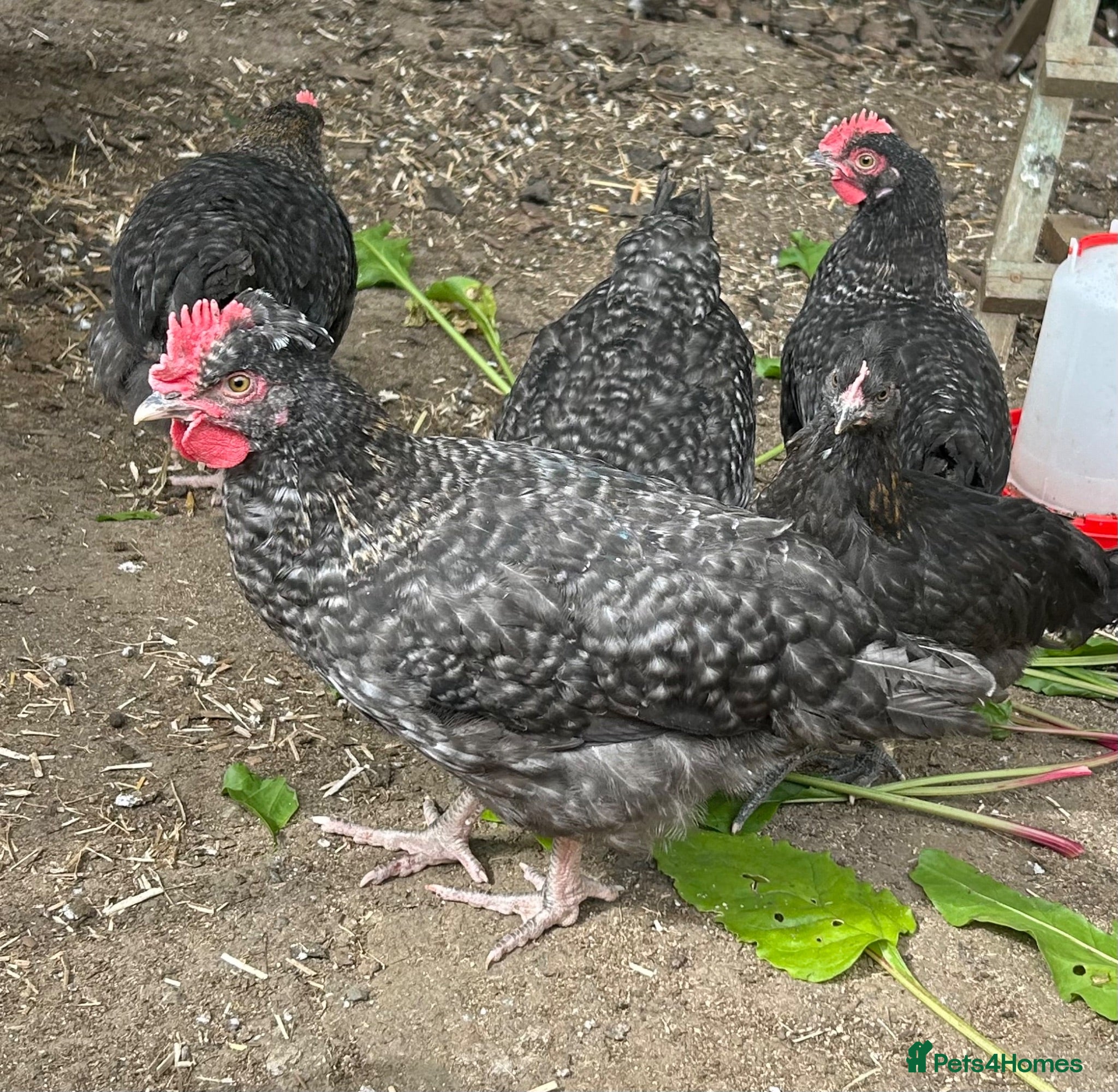 Chickens poultry Marbar cockerels  - Advert 1
