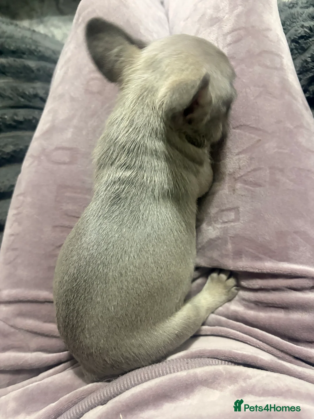 French Bulldog dogs for sale: 🏆 FRENCH BULLDOG 🏆 - Advert 30