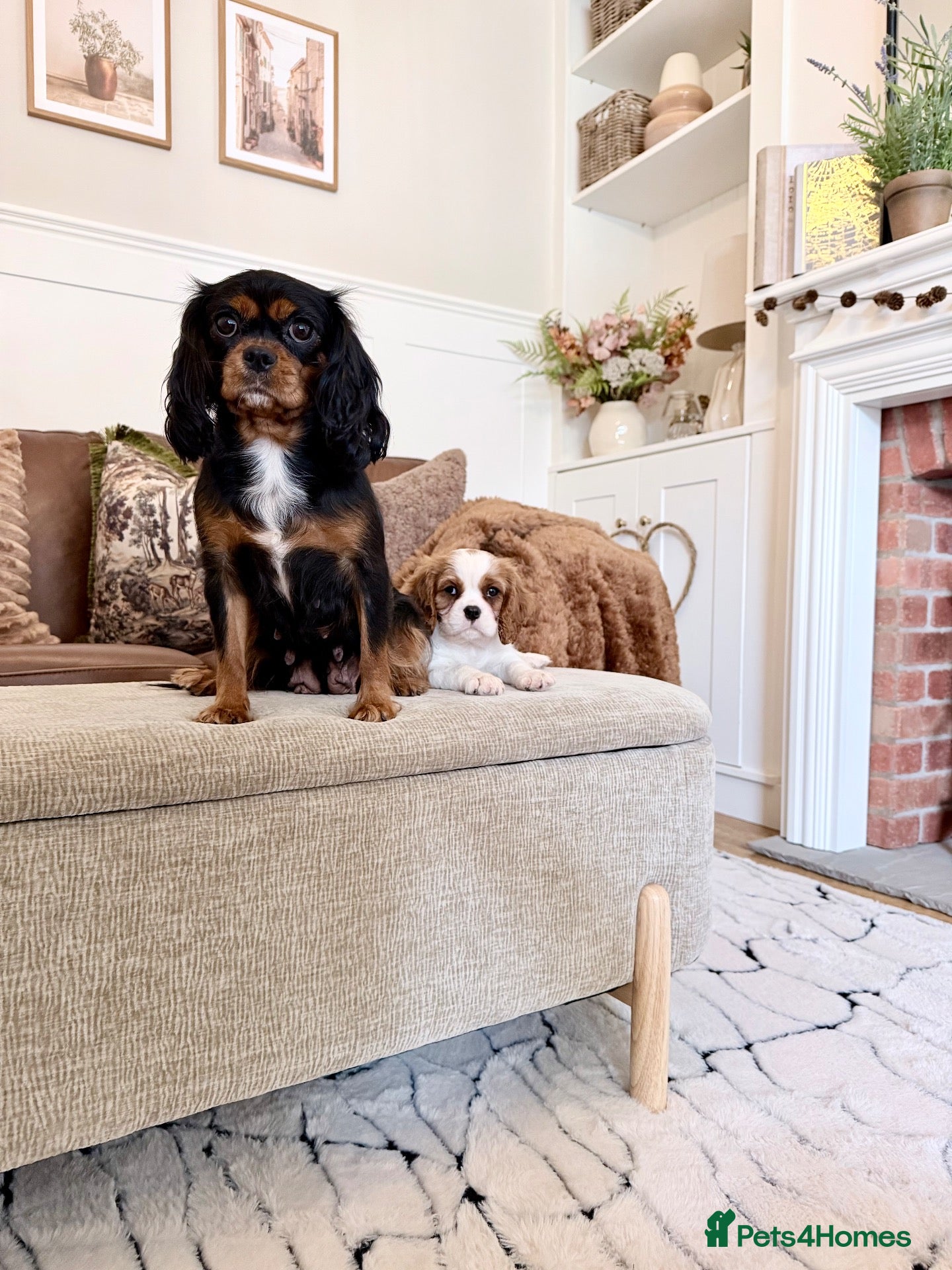 Cavalier King Charles Spaniel dogs Ready now, KC Cavalier King Charles Spaniel MALE.  - Advert 1