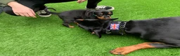 Dobermann dogs for stud: Health tested Dobermann stud  in Ferndale - Advert 2