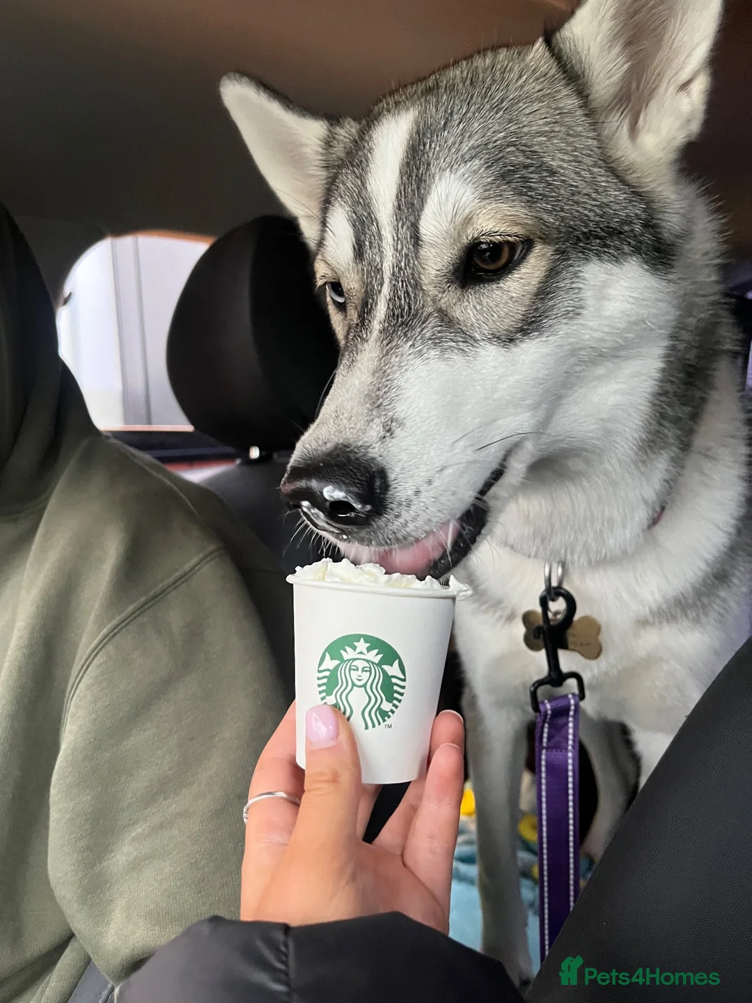 Siberian Husky dogs for sale: Bella  in Manchester - Advert 9