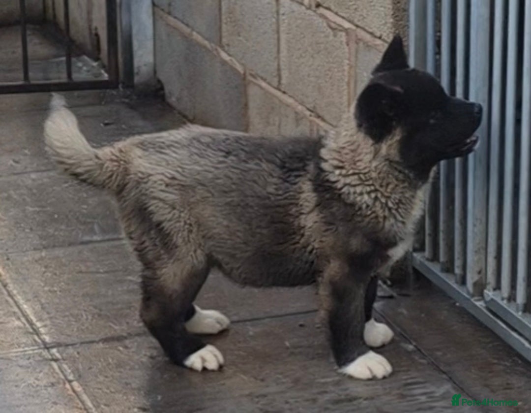 Akita dogs for sale: KC REGISTERED BEAR HEAD AMERICAN AKITA FEMALE PUP - Advert 11
