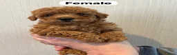 Shihpoo dogs for sale: beautiful shihpoo litter - Advert 12