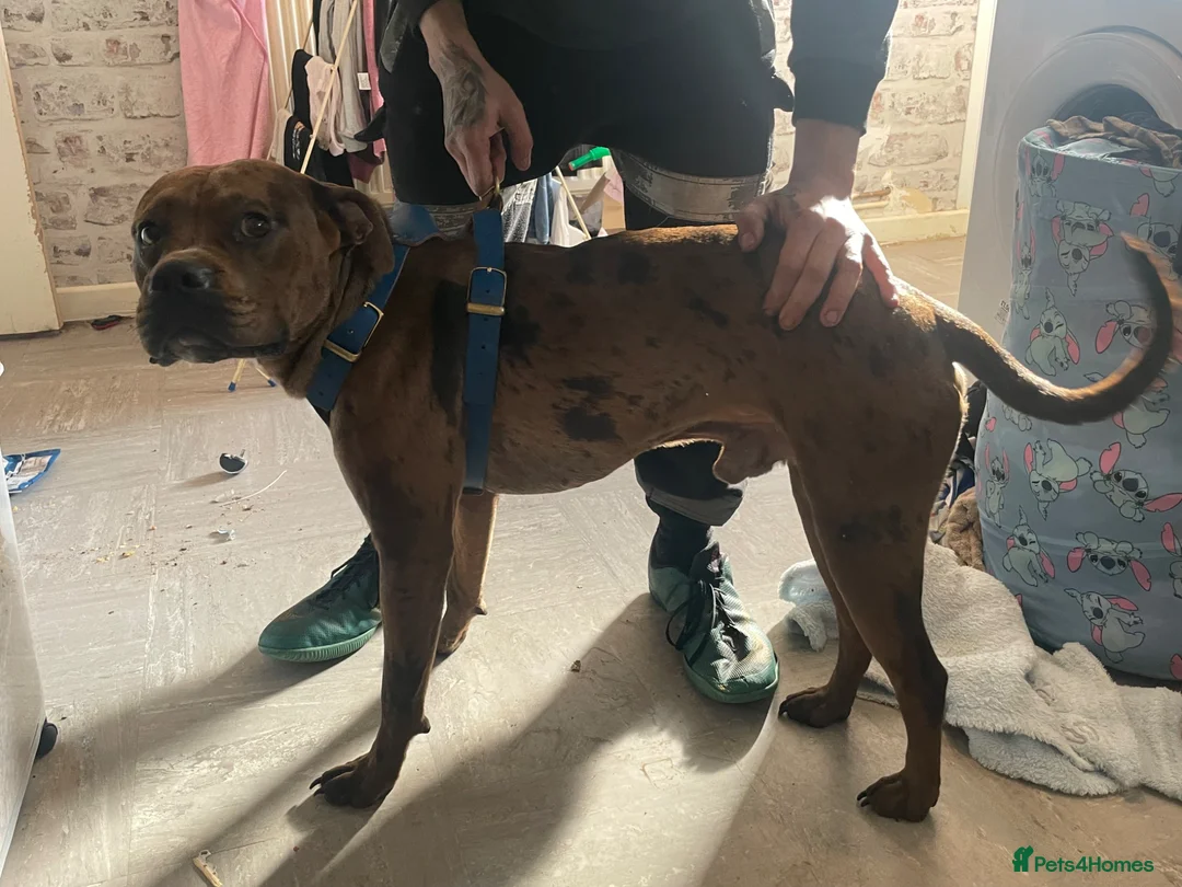 Mixed Breed dogs for sale: Hunter - Advert 2