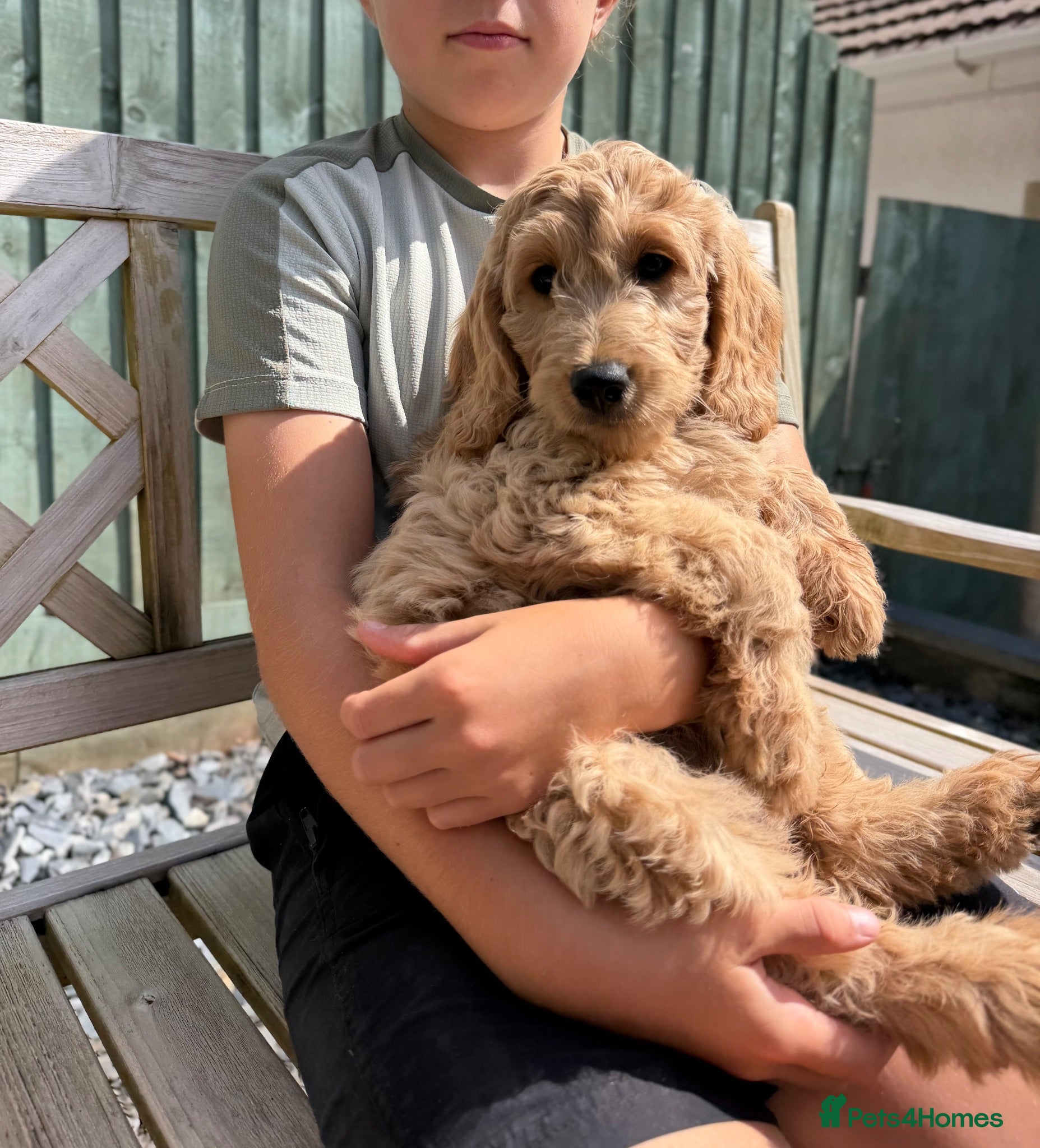 Goldendoodle dogs Beautiful Goldendoodle Puppies Ready Now - Advert 5