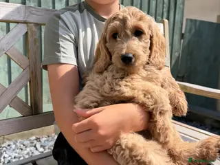 Goldendoodle dogs Beautiful Goldendoodle Puppies Ready Now - Advert 5