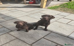 Labrador Retriever dogs for sale: 🐾 Two Beautiful Labradors 1 Boy, 1 Girl  🐾 - Image 7