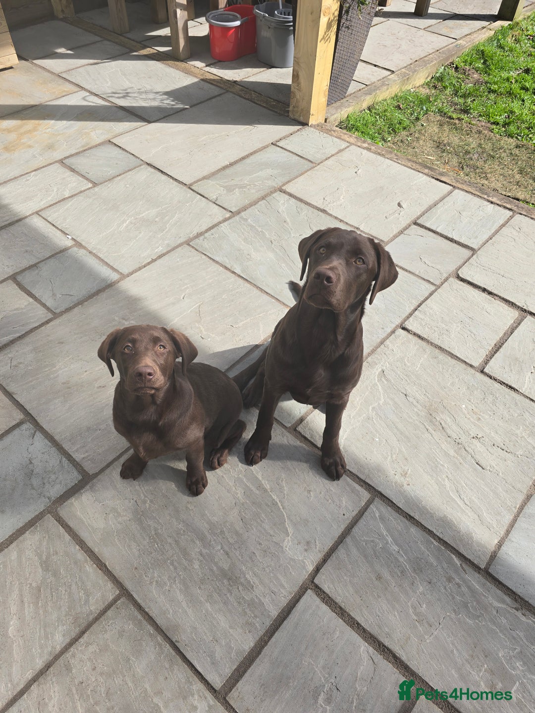 Labrador Retriever dogs for sale: 🐾 Two Beautiful Labradors 1 Boy, 1 Girl  🐾 - Image 7