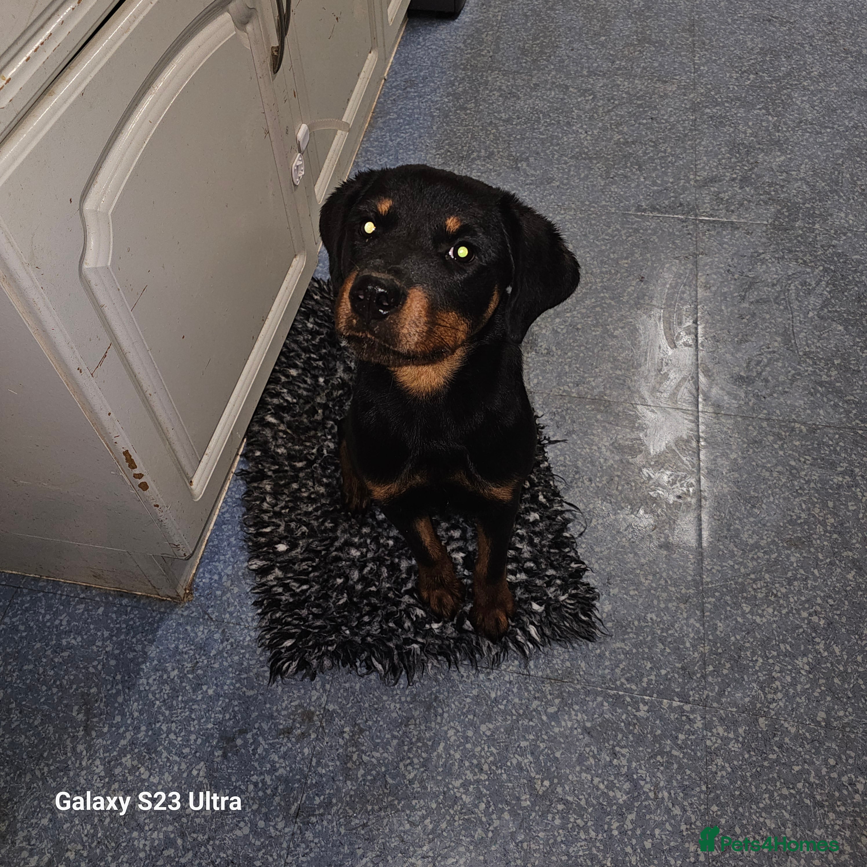 Rottweiler dogs 6 month rottie 2yr old staffy both girls - Advert 9