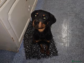 Rottweiler dogs 6 month rottie 2yr old staffy both girls - Advert 9