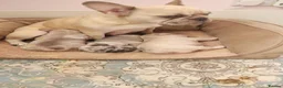 French Bulldog dogs for sale: French bulldog in Houghton le Spring - Advert 9