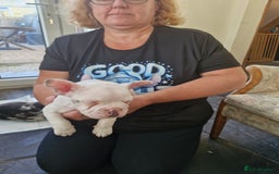 French Bulldog dogs for sale: French Bulldog Puppies - Image 6