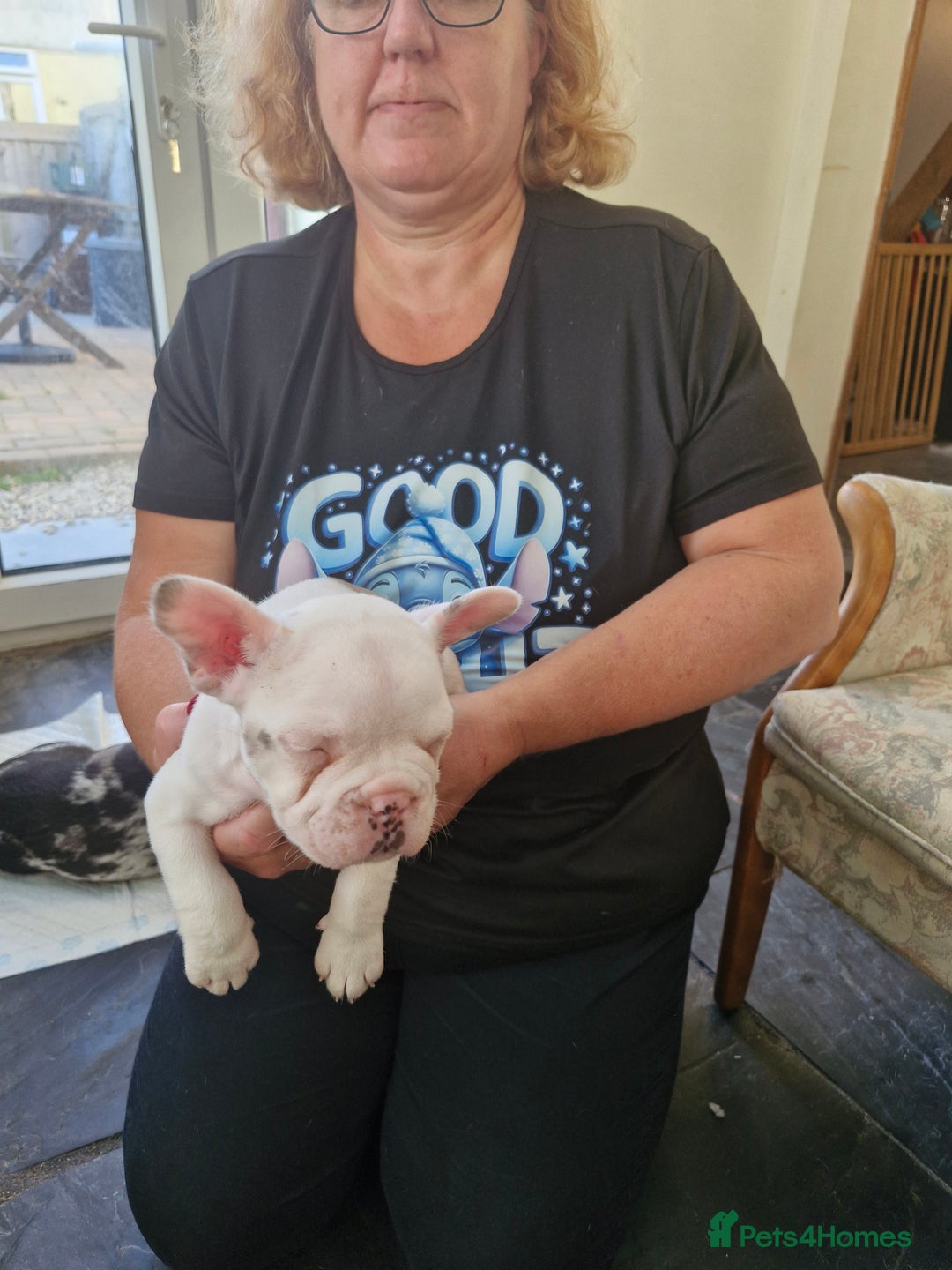 French Bulldog dogs for sale: French Bulldog Puppies - Image 6