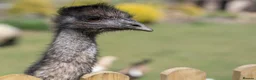 Emus poultry for sale: Female emu in Hailsham - Advert 2