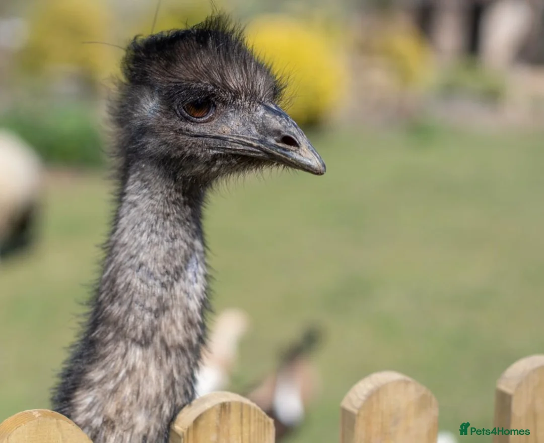 Emus poultry for sale: Female emu in Hailsham - Advert 2