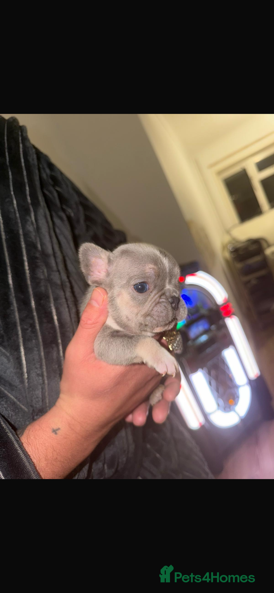 French Bulldog dogs for sale: 5 beautiful French bulldog puppies for sale 😍 - Advert 9